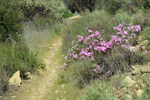 There are numerous trails in the Santa Barbara area suitable for cross country trail running of varying degrees of difficulty.