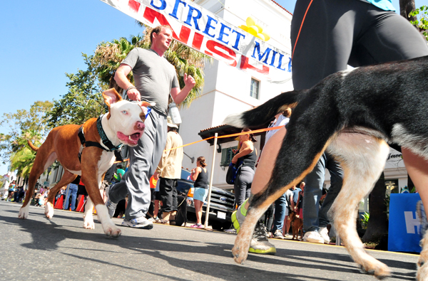 The Dog Mile, the unofficial world championship in the event, finished off the day's racing on State Street.