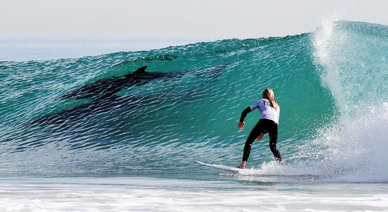 Dolphins ride wave with a surfer at the Rincon Classic.